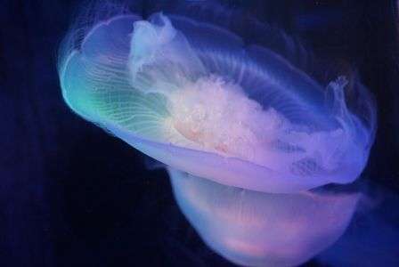 ふわふわくらげ