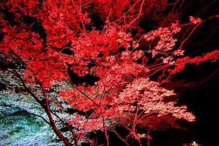 ライトアップされた紅葉