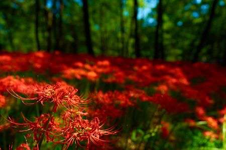 アカバナのお見送り