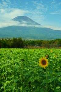 花の都公園　遅咲きひまわり