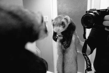 フェレット、初めての鏡