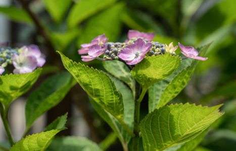 我が家に咲いた紫陽花-2