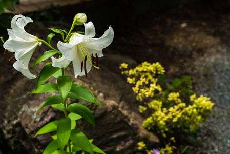 自宅に咲いた一本のゆり