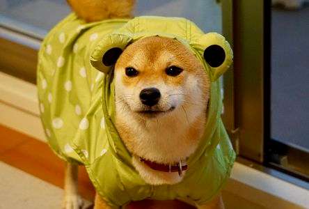 台風の日の柴犬