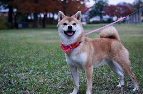 秋を見つめる柴犬。