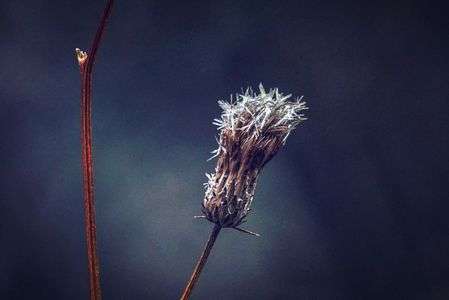 アナ雪に出てくるみたい⁈