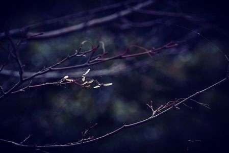 画像お絵描き(^_-)