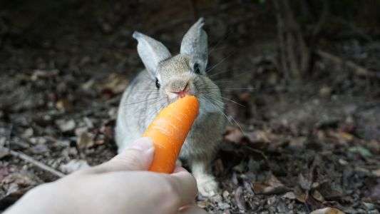 大久野島のうさぎ