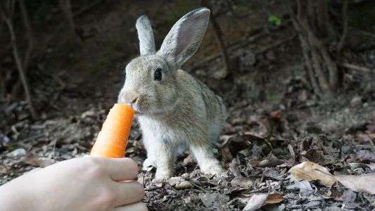 大久野島のうさぎ