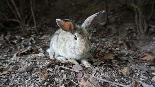 大久野島のうさぎ
