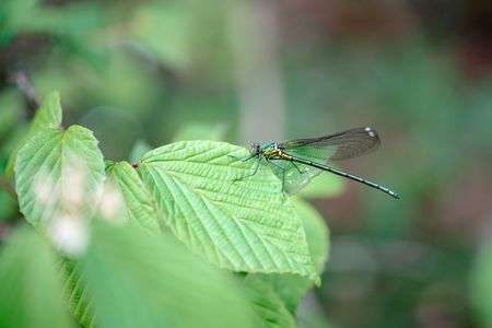 アサヒナカワトンボ