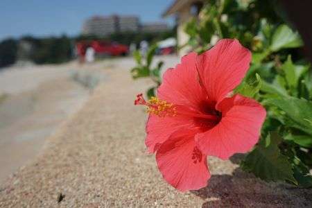 夏の雰囲気＠伊豆