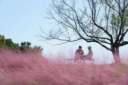 ミューレンベルギアの丘で