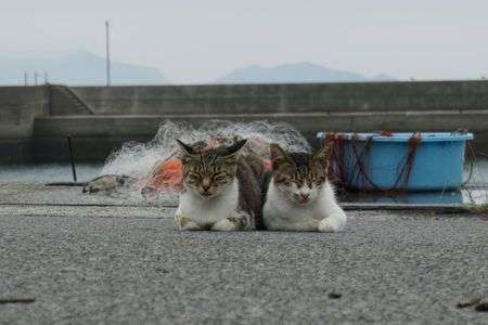 ひなたぼっこ猫たち