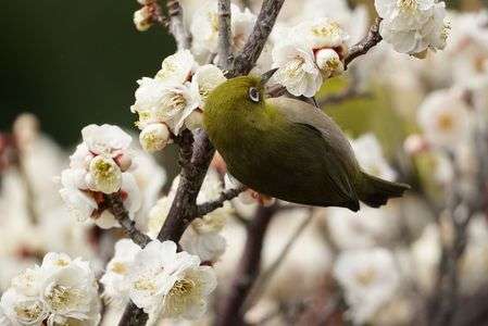 梅とメジロ