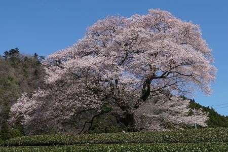 春　静岡桜撮影時々飛行機