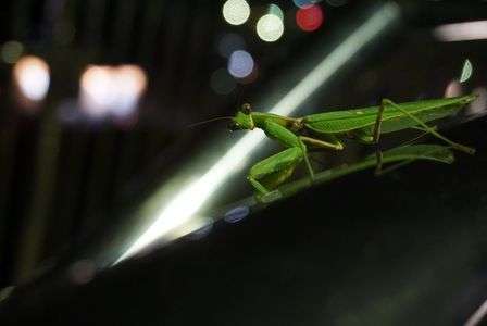 カマキリは、気まぐれ