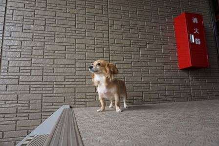 行かないでください