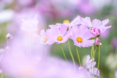 コスモス畑の真ん中で