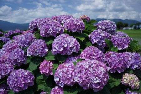 あじさいまつり