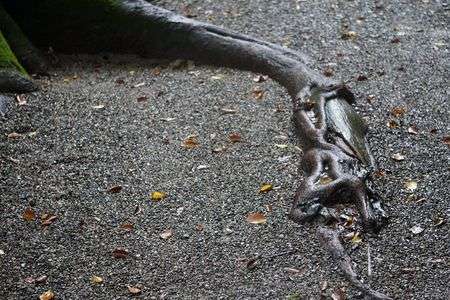 熱田神宮の木の根