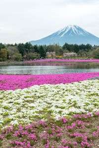 朝霧からの富士
