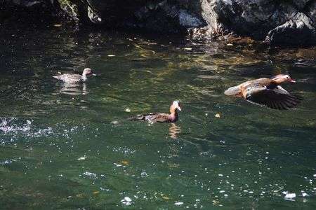 飛ぶ！オシドリ