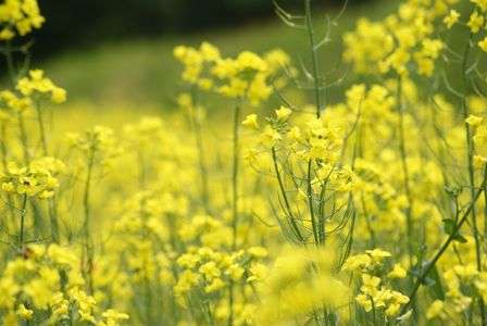 菜の花（長野県で撮影）