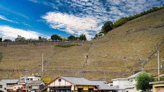 遊子水荷浦の段畑