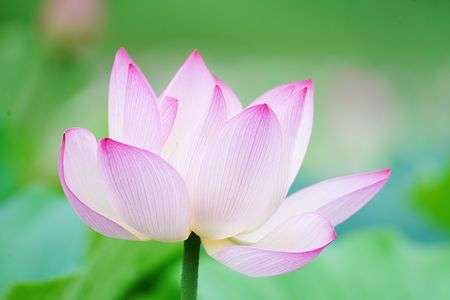 明見湖のはすの花