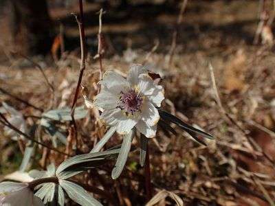 八重咲き葉化セツブンソウ(^O^)！