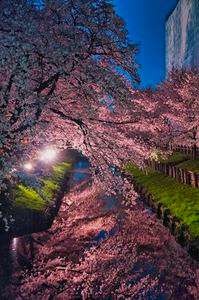 新河岸川の夜桜リフレクション