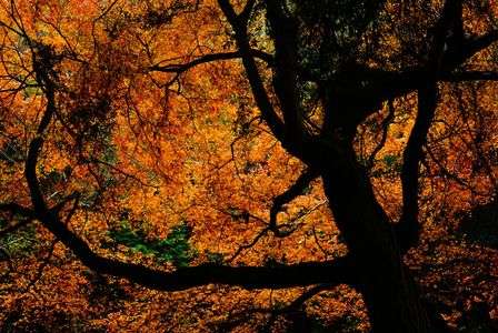 秋の木のシルエット