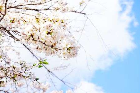 春 -はじまりの季節