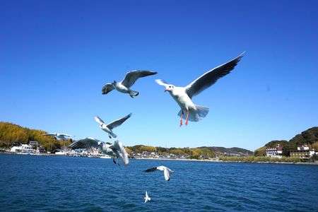 カモメのおやつタイム