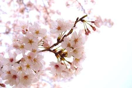 透き通る美しさ