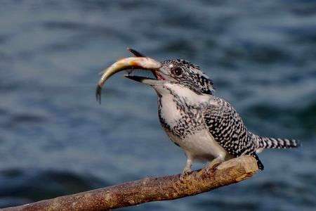 いただきます！