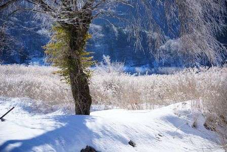 色鮮やかなる蔦