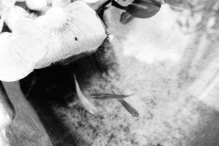 メダカ～モノクロ～