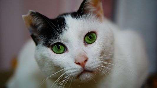 グリーンアイ猫