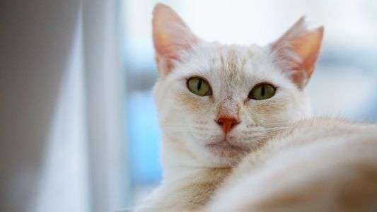 寝ぼけ眼で見つめる