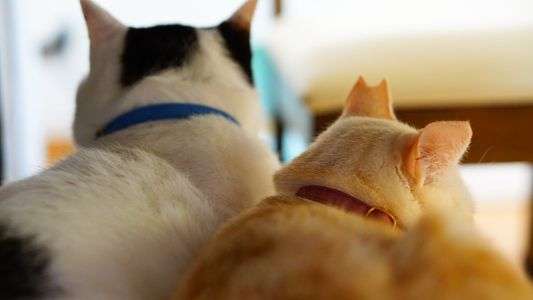 寄り添う後ろ姿