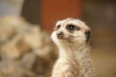 ハイ、ポーズ！