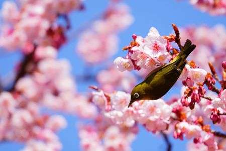 はーるよ、来い！