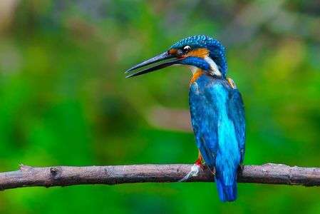 湖畔の碧い宝石