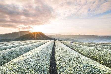 茶畑の朝
