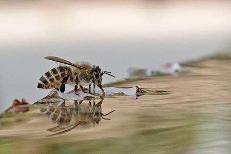 花びらの上で一休み