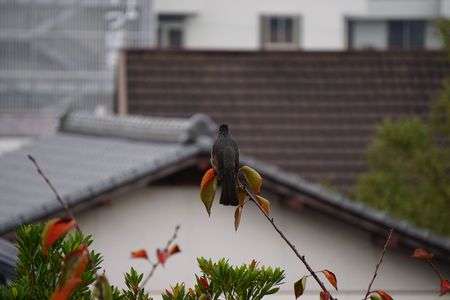 初心者の鳥の撮影
