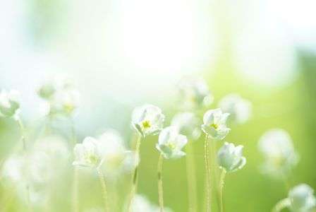 金剛山のニリンソウ