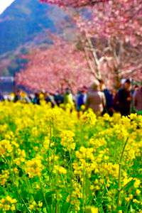 菜の花と河津桜